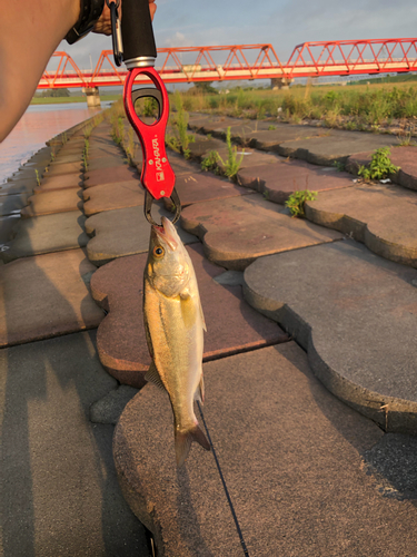 フッコ（マルスズキ）の釣果