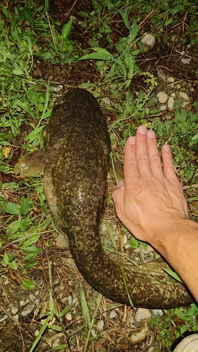 ナマズの釣果