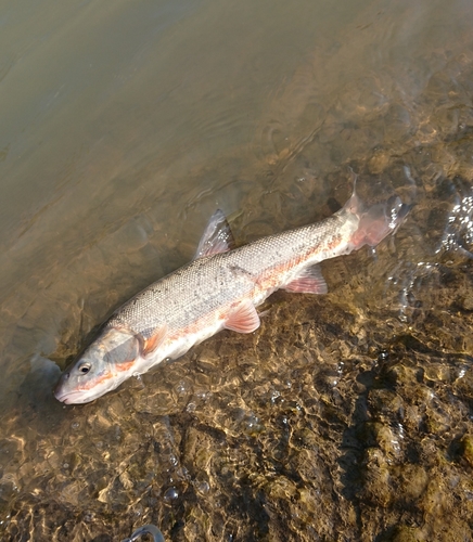 ウグイの釣果