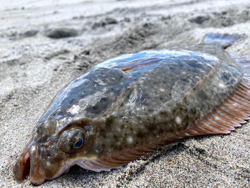 イシガレイの釣果