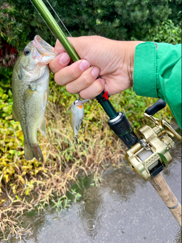 ラージマウスバスの釣果