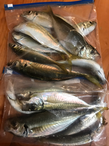 アジの釣果