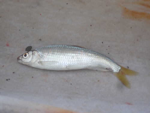 オイカワの釣果