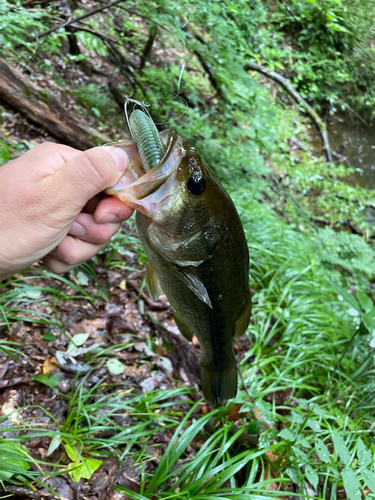 ブラックバスの釣果