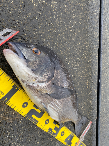 クロダイの釣果