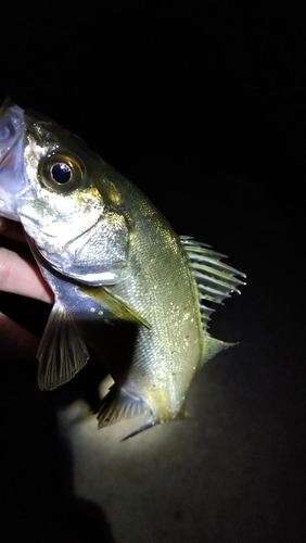 セイゴ（タイリクスズキ）の釣果