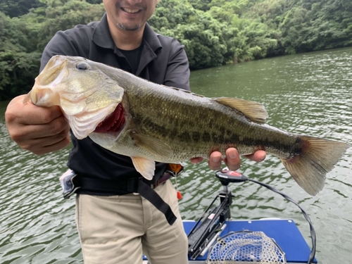 ブラックバスの釣果