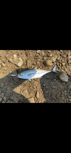 オニアジの釣果