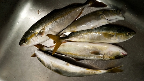 メジロの釣果