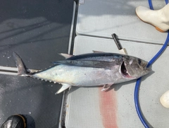 ビンチョウマグロの釣果