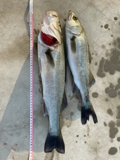 シーバスの釣果