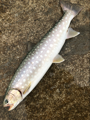 アメマスの釣果