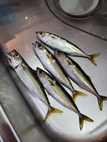 サバの釣果