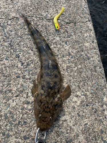 マゴチの釣果