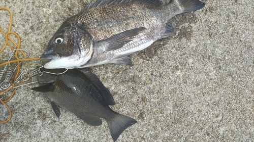 チヌの釣果