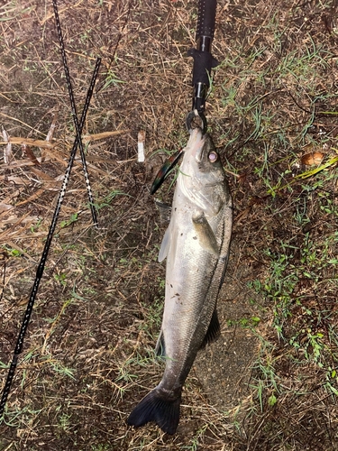 スズキの釣果