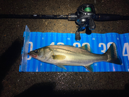 セイゴ（マルスズキ）の釣果