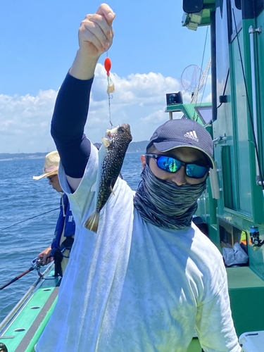 ショウサイフグの釣果