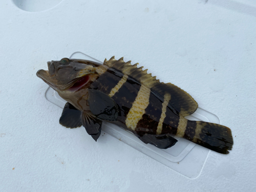 アオハタの釣果