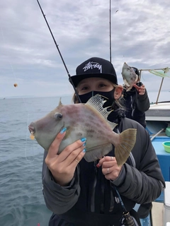 カワハギの釣果