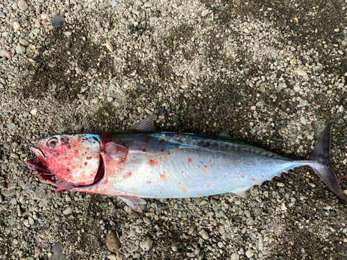 ソウダガツオの釣果