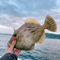 カワハギの釣果