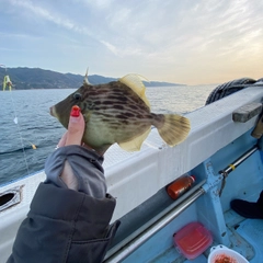 カワハギの釣果