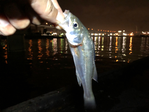 セイゴ（マルスズキ）の釣果