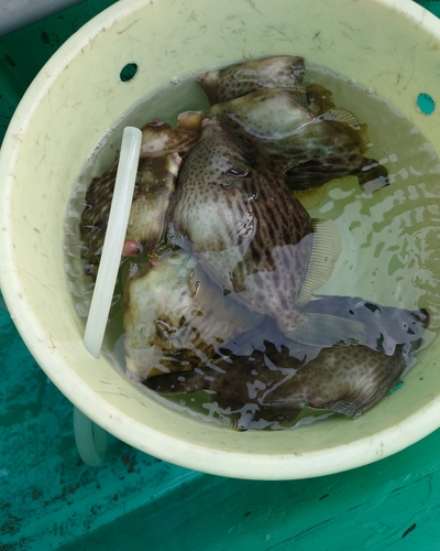 カワハギの釣果