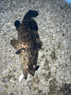 チャイロマルハタの釣果