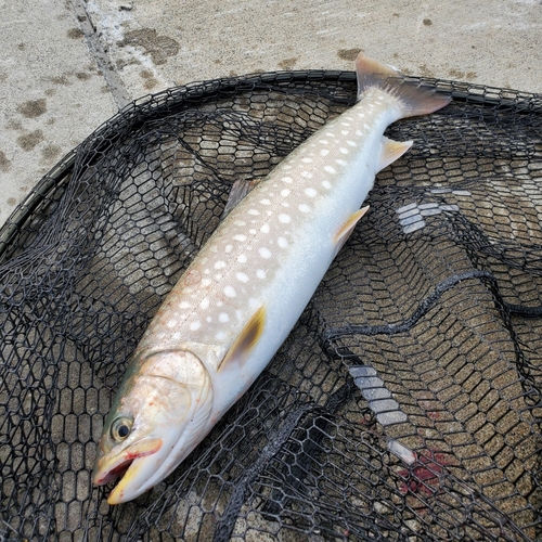 アメマスの釣果