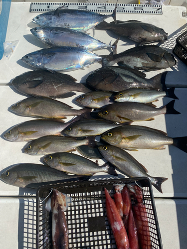 カツオの釣果