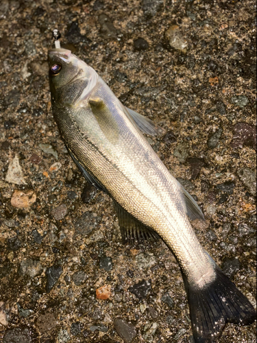 セイゴ（マルスズキ）の釣果