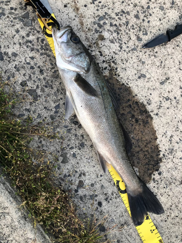 スズキの釣果