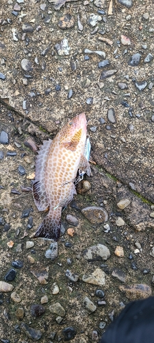 オオモンハタの釣果