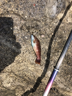 アカササノハベラの釣果