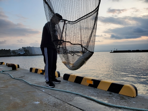 アメマスの釣果