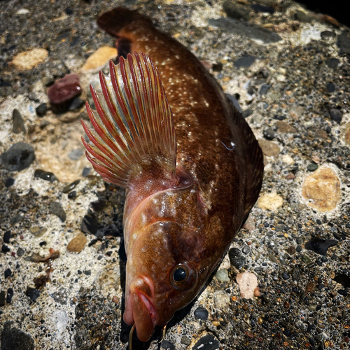 アイナメの釣果