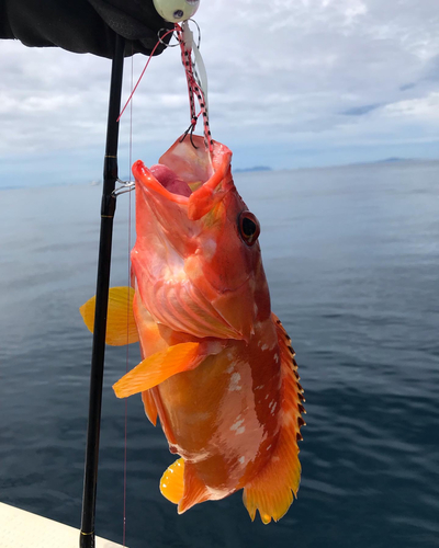 アカハタの釣果