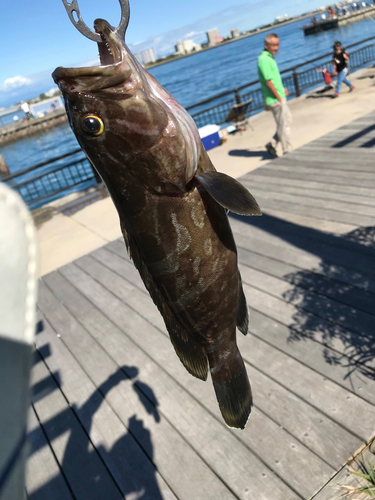 クエの釣果