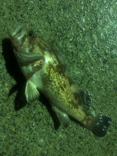 クロソイの釣果