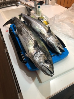 サワラの釣果