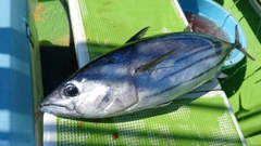 カツオの釣果