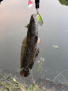 ライギョの釣果