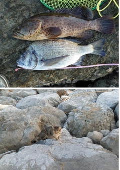 ミナミクロダイの釣果