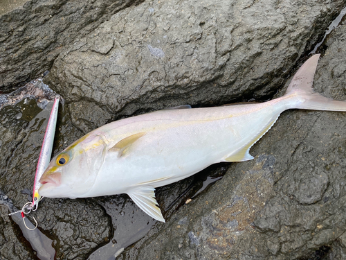 ネリゴの釣果