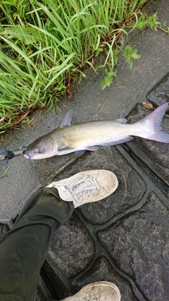 アメリカナマズの釣果