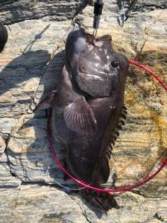 コブダイの釣果