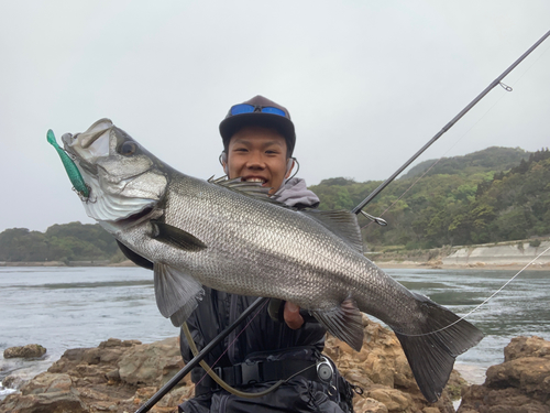 ヒラスズキの釣果