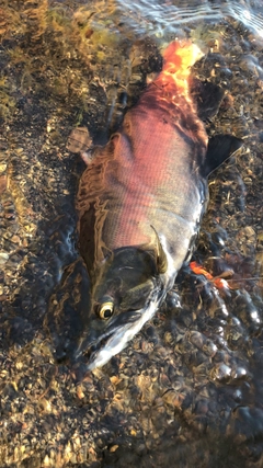 ヒメマスの釣果